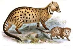 Large-Spotted Civet photo 4