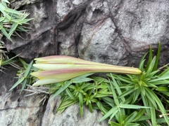 Lilium longiflorum scabrum