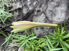 Lilium longiflorum scabrum