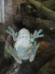 Trachycephalus resinifictrix