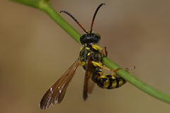 Cerceris sextoides