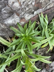Lilium longiflorum scabrum
