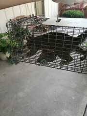 Sciurus carolinensis