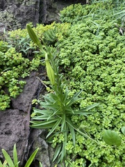 Lilium longiflorum scabrum