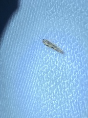 Agraylea multipunctata