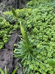 Lilium longiflorum scabrum