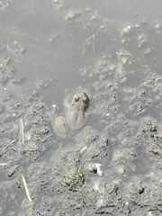 Lithobates catesbeianus