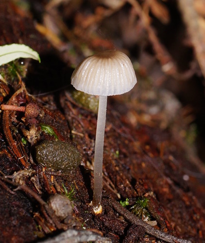 Mycena carmeliana image
