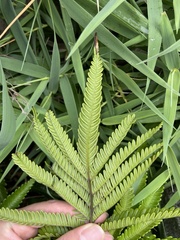 Pteris minor