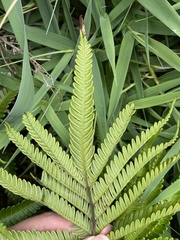 Pteris minor