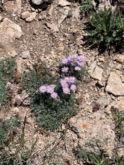 Erigeron pinnatisectus