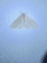 Acentria ephemerella