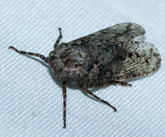 Alphina glauca