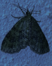 Acasis viretata