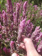 Castilleja raupii
