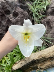 Lilium longiflorum scabrum