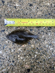 Citharichthys stigmaeus