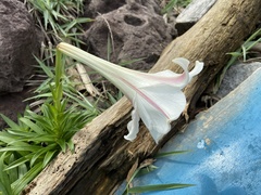 Lilium longiflorum scabrum