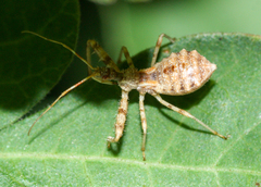 Castolus ferox