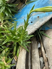 Lilium longiflorum scabrum