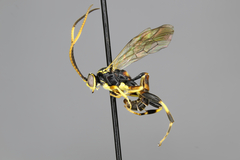 Cratichneumon rubricus