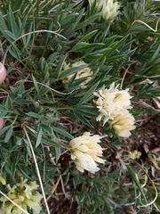 Trifolium longipes