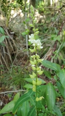 Christia vespertilionis