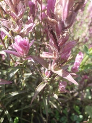 Castilleja raupii