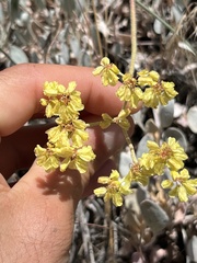 Eriogonum strictum
