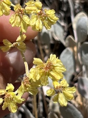 Eriogonum strictum