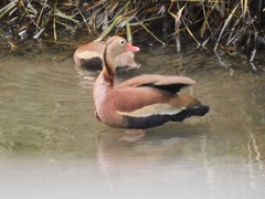 Dendrocygna autumnalis