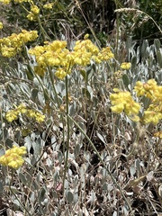 Eriogonum strictum