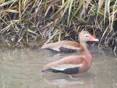 Dendrocygna autumnalis