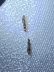 Agraylea multipunctata