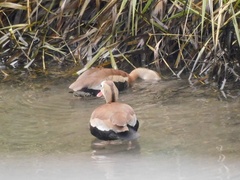 Dendrocygna autumnalis