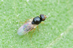 Liohippelates pallipes