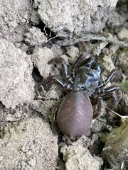 Atypidae