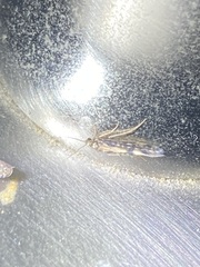 Agraylea multipunctata