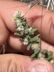 Galium serpenticum