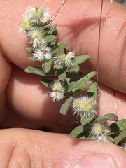 Galium serpenticum