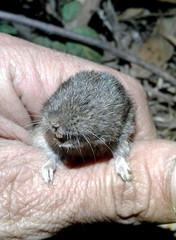 Microtus lusitanicus