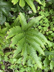 Pteris minor