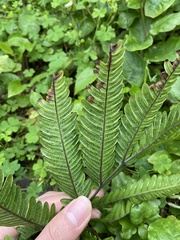 Pteris minor