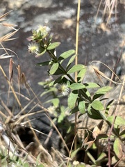 Galium serpenticum