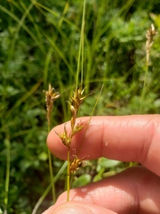 Carex siccata