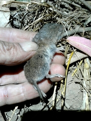 Microtus lusitanicus