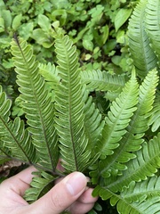 Pteris minor