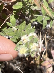 Galium serpenticum