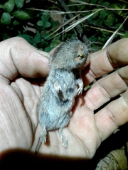 Microtus lusitanicus