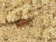 Platorchestia platensis